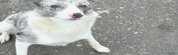 Welsh Collie dogs for sale: Gorgeous Blue Merle Girl Looking For Forever Home  in Swansea - Advert 3