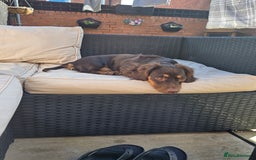 Dachshund dogs for sale: DACHSHUND  - Image 3