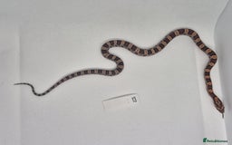 Corn Snake reptiles for sale: Corn snake hatchlings  - Image 9