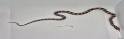 Corn Snake reptiles for sale: Corn snake hatchlings  - Advert 6