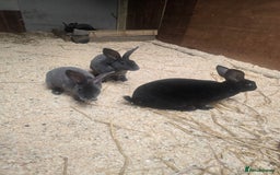 Rex rabbits for sale: Velvet Rex Rabbits  - Image 2