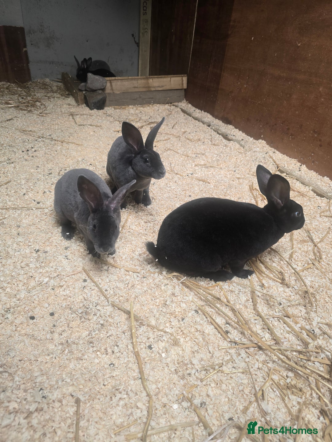 Rex rabbits for sale: Velvet Rex Rabbits  - Image 2