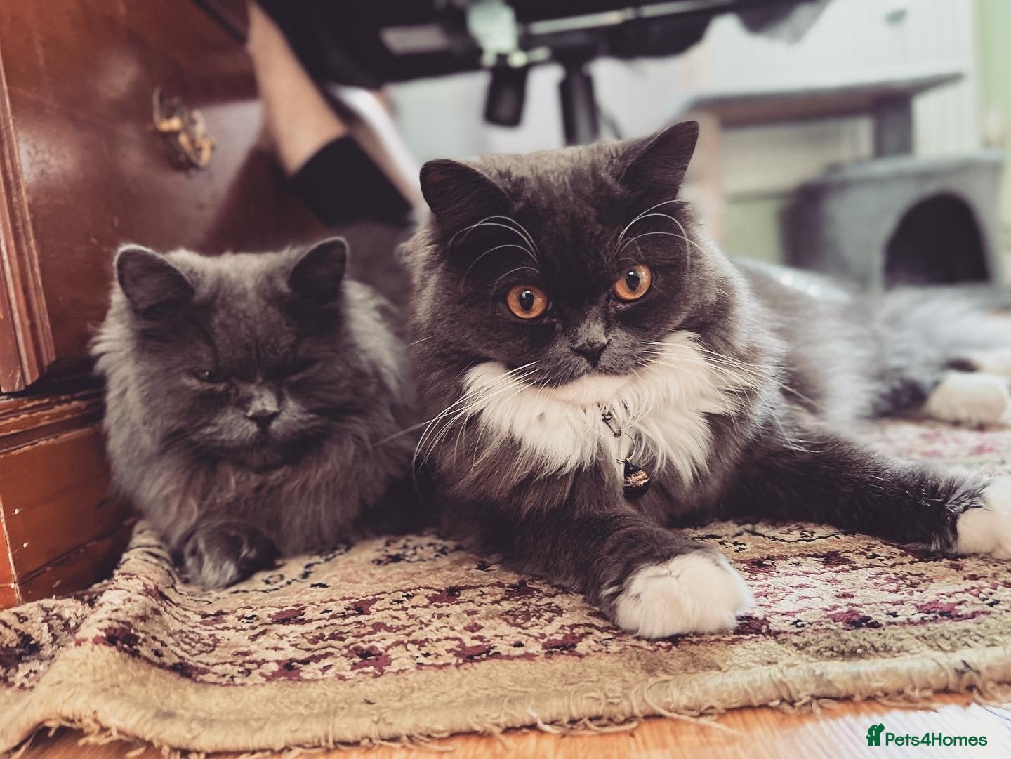 British Longhair cats Two British Blue longhair siblings - Advert 1
