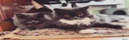 British Longhair cats for sale: Two British Blue longhair siblings - Advert 1