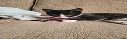Domestic Shorthair cats for adoption: Shell - Advert 4