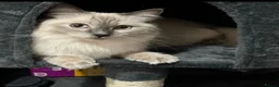 Ragdoll cats for sale: 2 Ragdoll kittens for sale  in Bournemouth - Advert 5