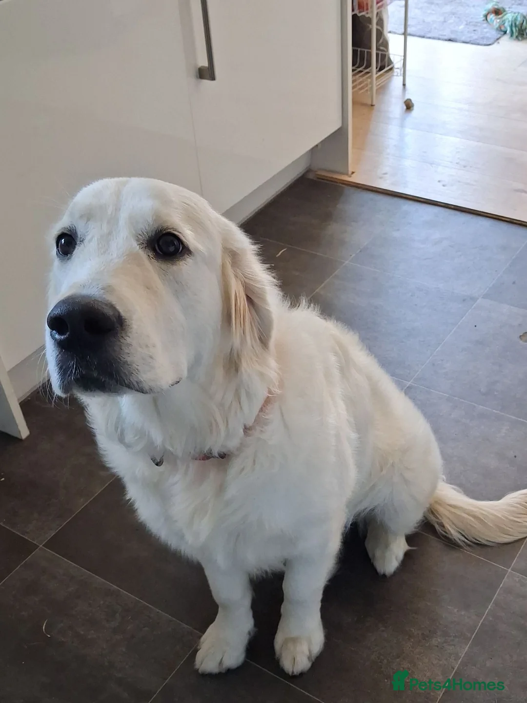 Golden Retriever dogs for sale: KC registered Golden Retreiver female - Advert 6