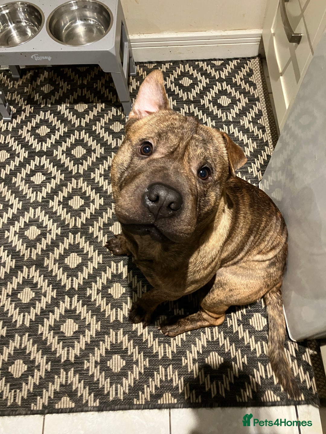 Mixed Breed dogs for stud: Sharpei x staffy  - Advert 4