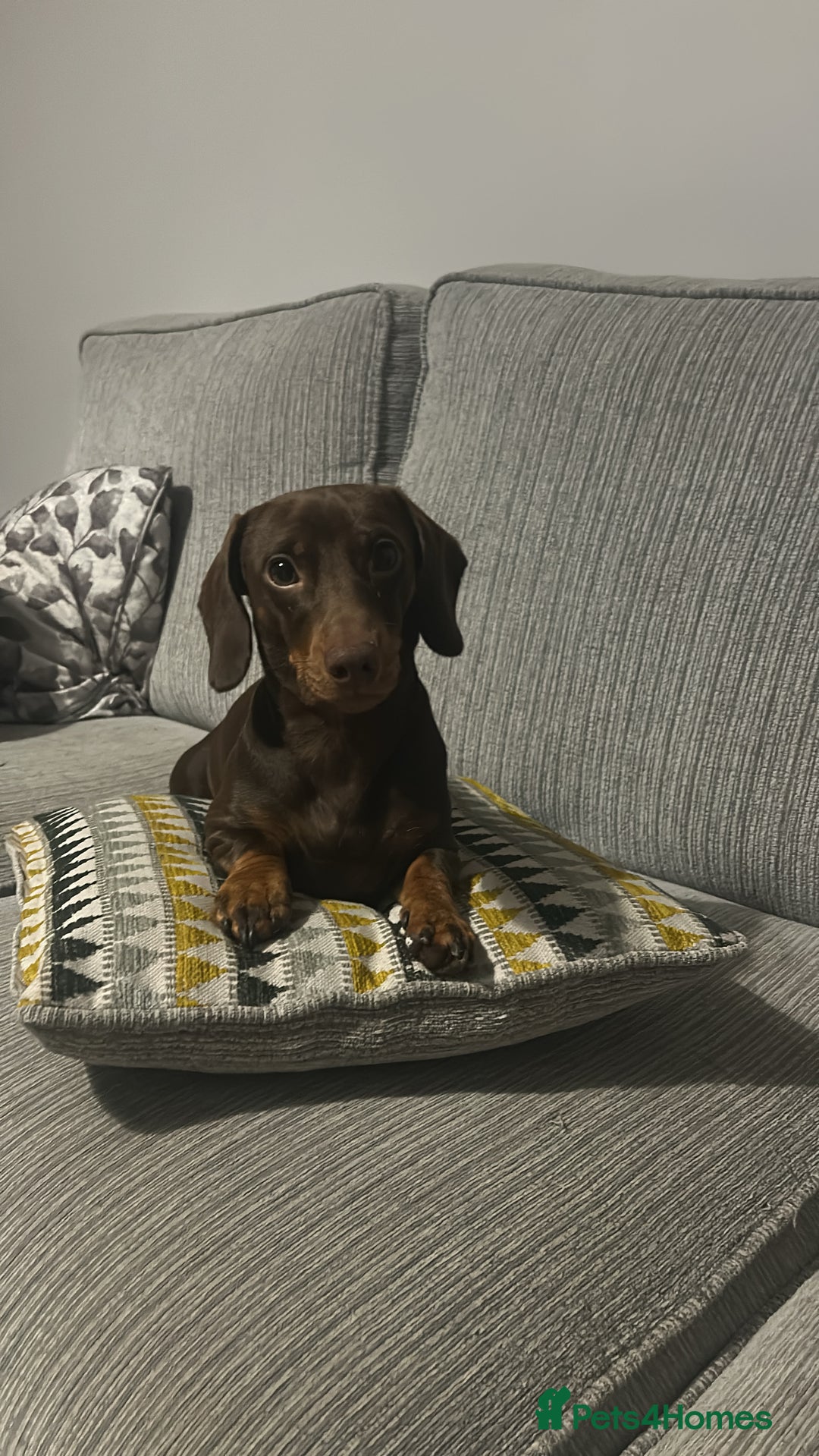 Miniature Dachshund dogs for sale: 1 year old miniature dachshund for sale  - Advert 5
