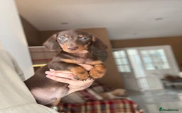 Miniature Dachshund dogs for sale: 🩷 Adorable Miniature Dachshund Puppies💙 - Image 10