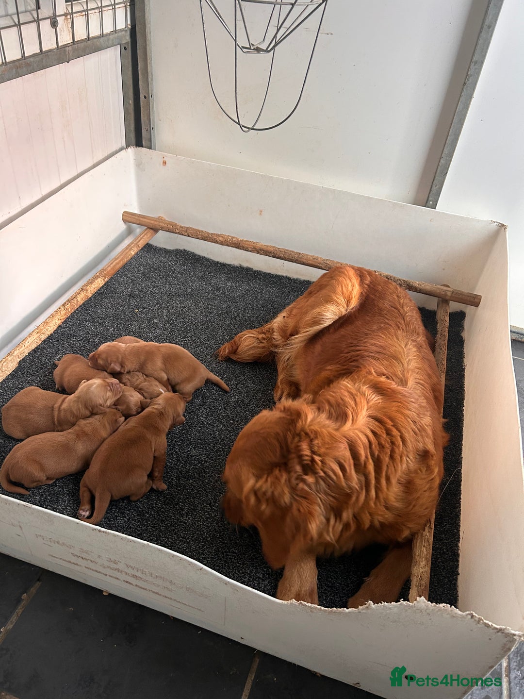 Golden Retriever dogs for sale: Dark Red Working Golden Retriever puppies  - Advert 4
