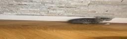 Mixed Breed cats for sale: Five beautiful kittens looking to find a new house - Advert 7