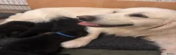 Golden Shepherd dogs for sale: ⭐ Golden Shepherd Puppies | ENS & ESI Raised ⭐ - Advert 18