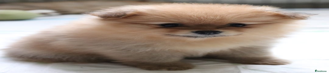 Pomeranian Puppy A