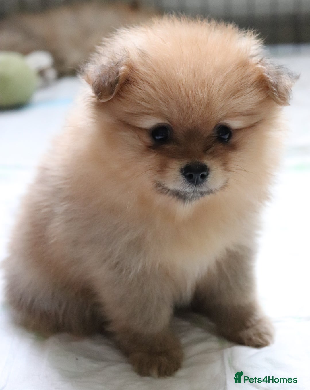 Pomeranian dogs for sale: Purebred Pomeranian Pups Raised with Love in LDN - Image 8