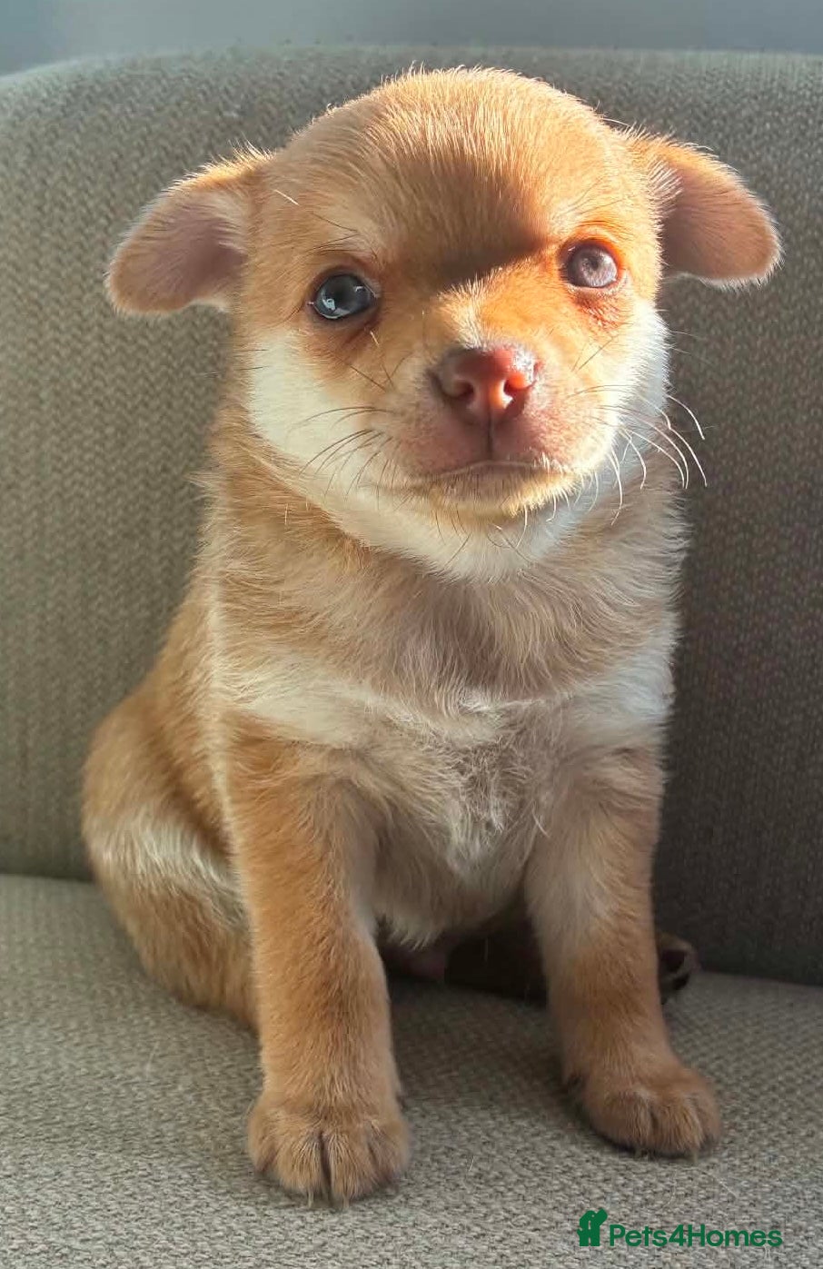 Pomchi dogs Last 2 Pomchis READY NOW - Advert 1
