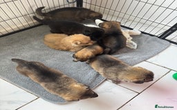 German Shepherd dogs for sale: German Shepherd Puppies  - Image 22