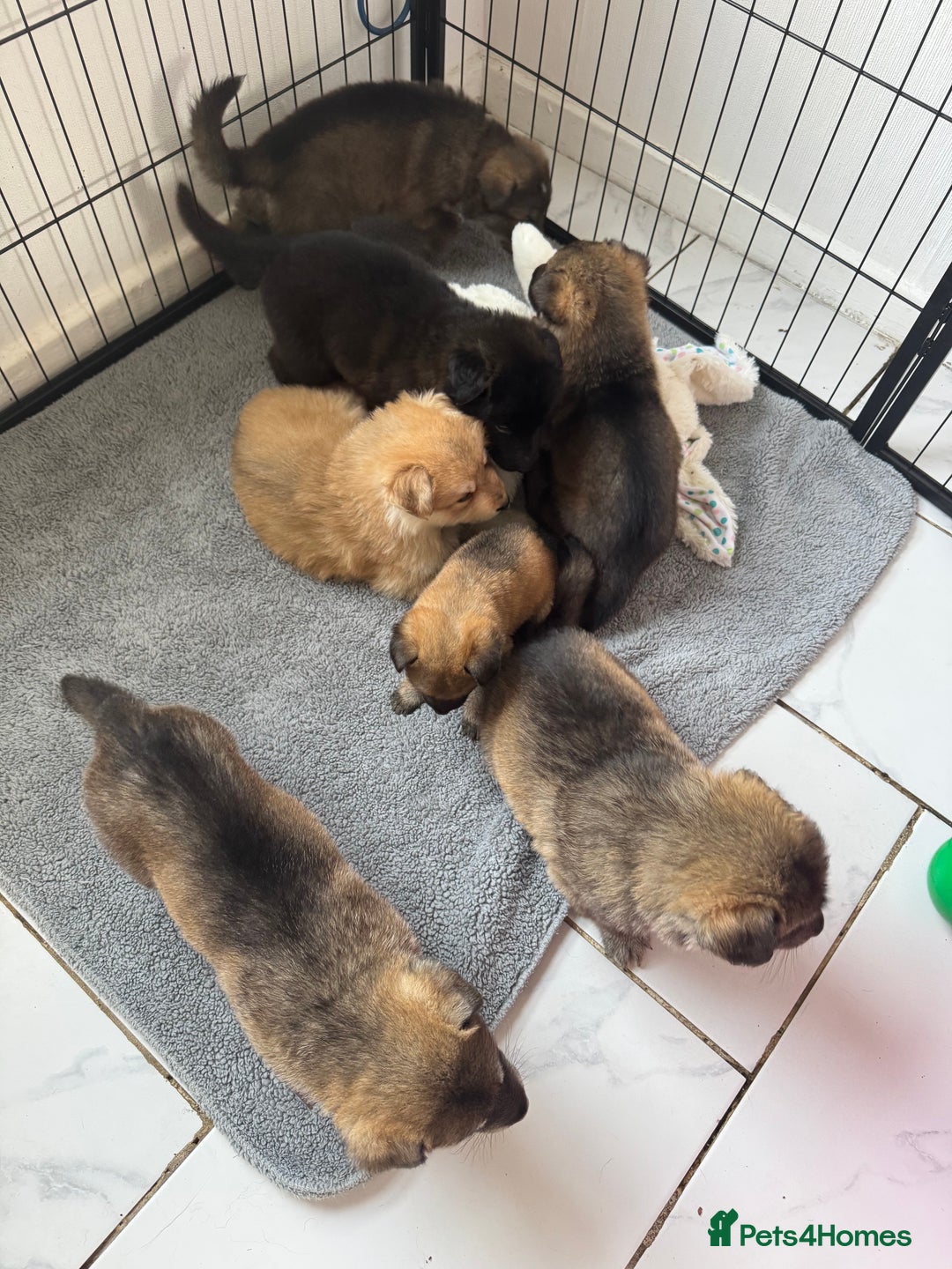 German Shepherd dogs for sale: German Shepherd Puppies  - Image 22