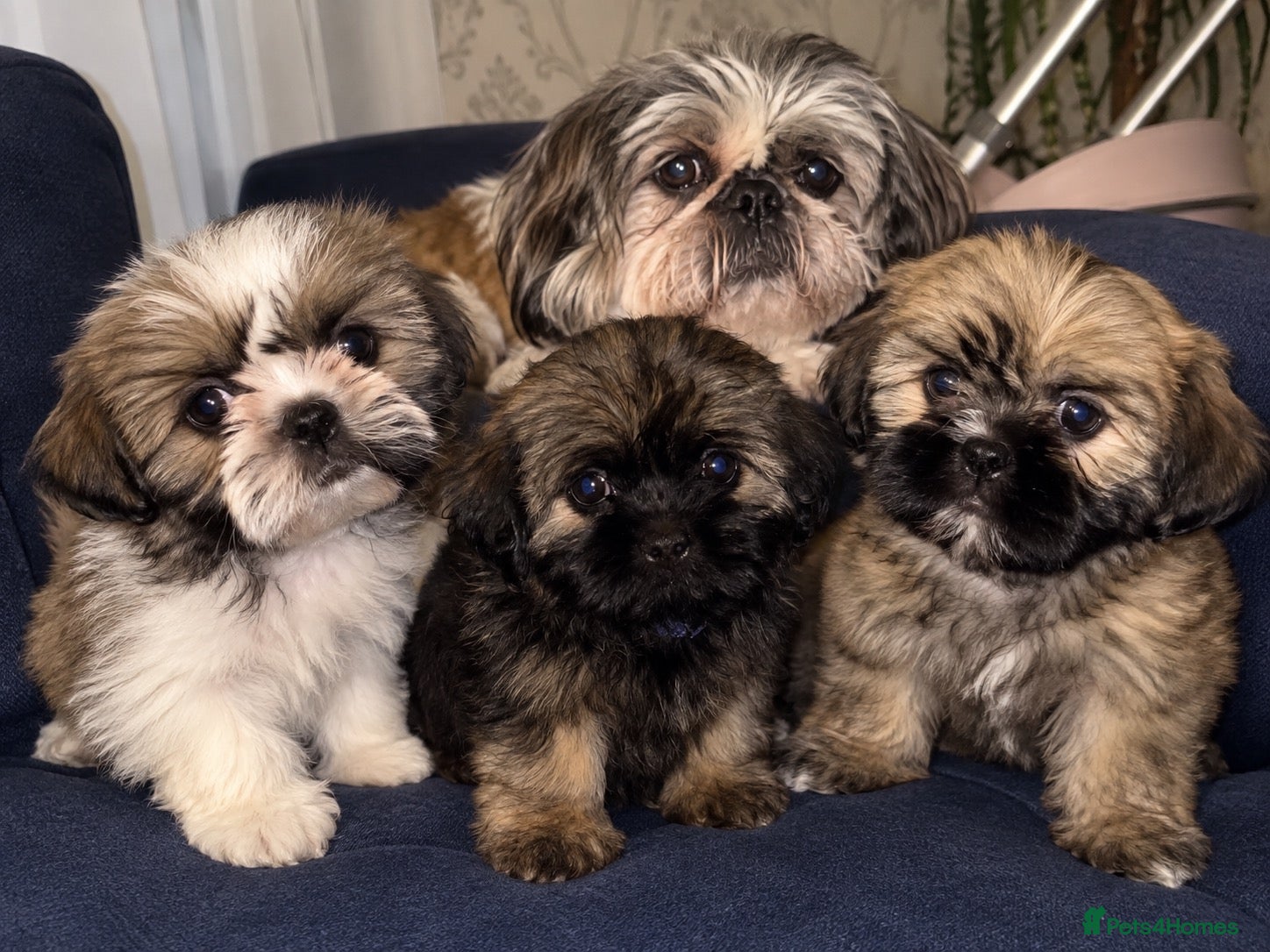 Shih Tzu dogs ✨✨Beautiful Shih TzuPuppies ✨✨ 🍯🌰🍪🧁🧸🐶 - Advert 1