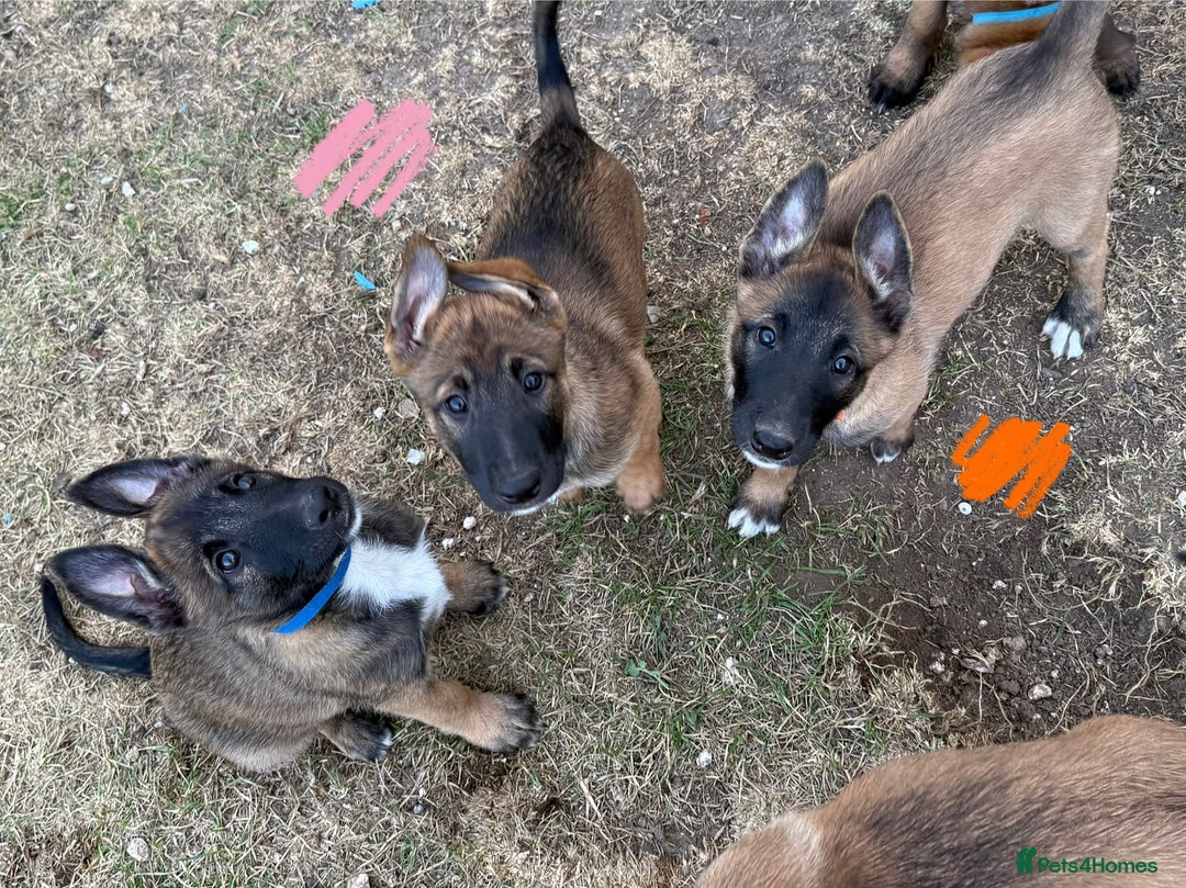 Belgian Shepherd Dog dogs for sale: Belgian Malinois puppies🐾 - Image 32