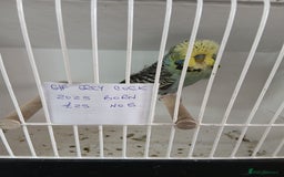 Budgerigars birds for sale: Budgies - Image 6