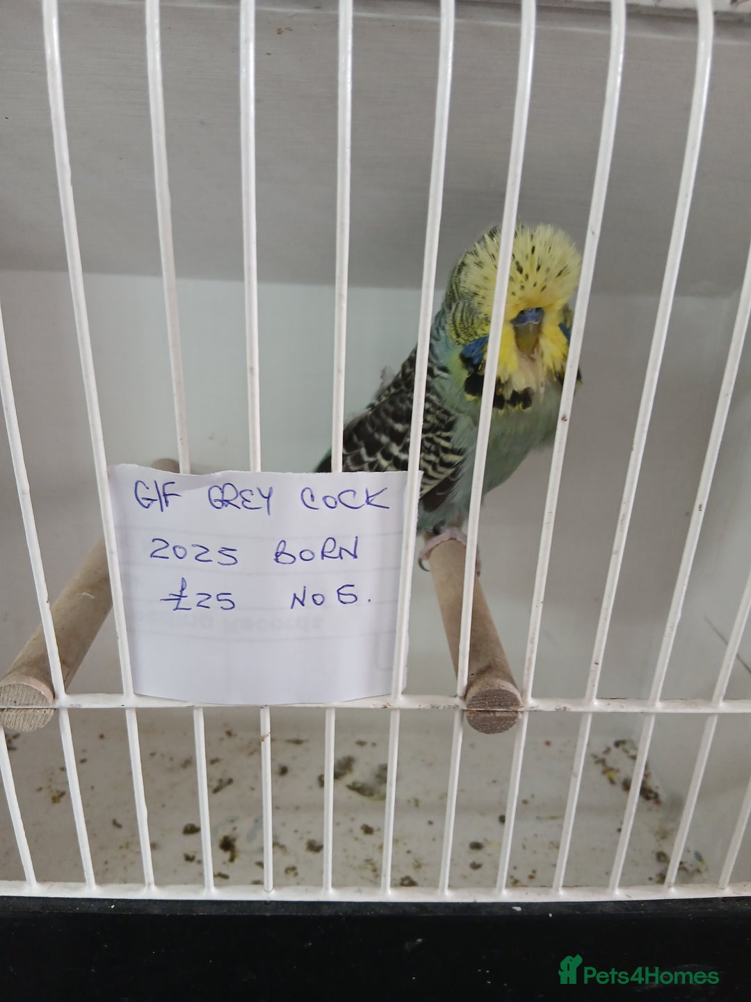 Budgerigars birds for sale: Budgies - Image 6