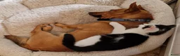 Mixed Breed cats for sale: Beautiful Playful Kittens Looking for Loving Homes in Crewkerne - Advert 4