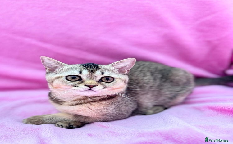 Scottish Fold cats - Advert 3