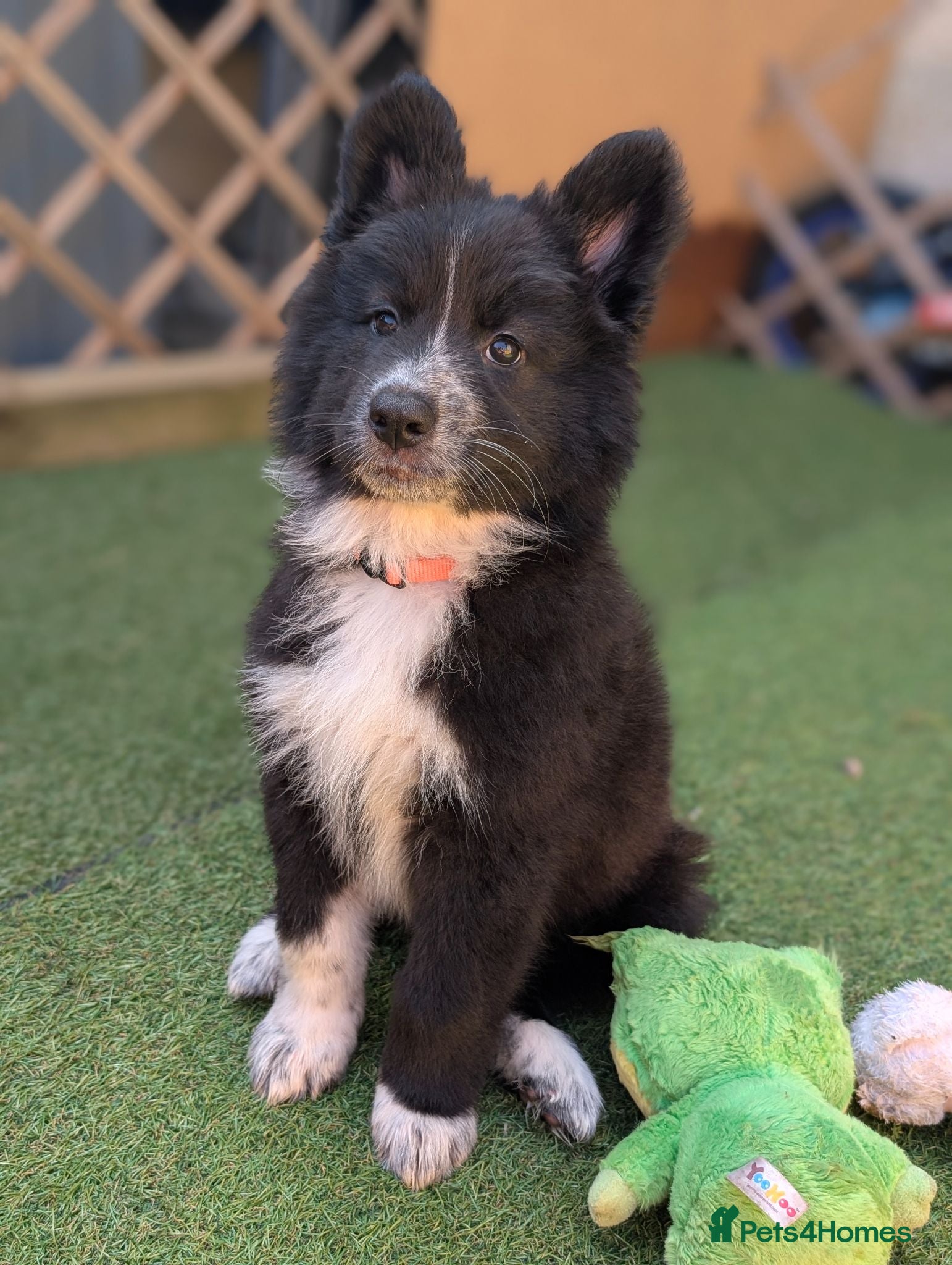 Mixed Breed dogs £800 2 LEFT SWISS SHEPHERD/ BORDER COLLIE/ HUSKY  - Advert 6