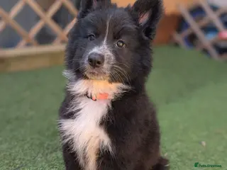 Mixed Breed dogs £800 2 LEFT SWISS SHEPHERD/ BORDER COLLIE/ HUSKY - Advert 6