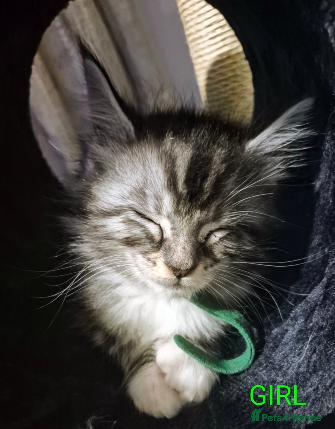 Maine Coon cats for sale: Gorgeous Registered Maine Coon Kittens - Advert 2