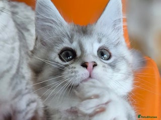 Maine Coon cats Mid Dec Collect Silver Ticked Pedigree Maine Coon - Advert 6