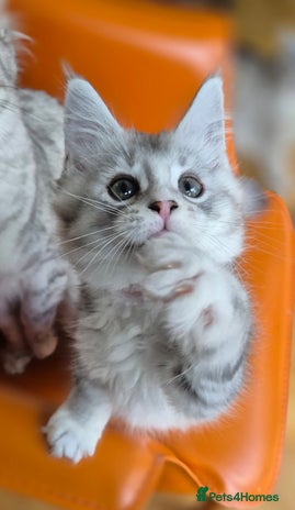 Maine Coon cats Mid Dec Collect Silver Ticked Pedigree Maine Coon - Advert 10