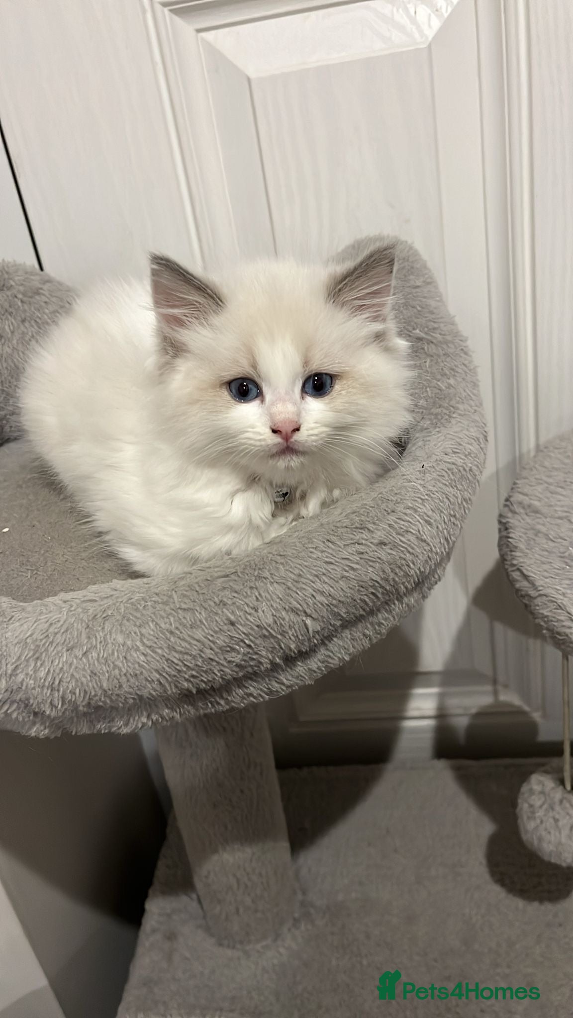Ragdoll cats Gorgeous Blue Point Ragdoll Kittens 🐾  - Advert 1