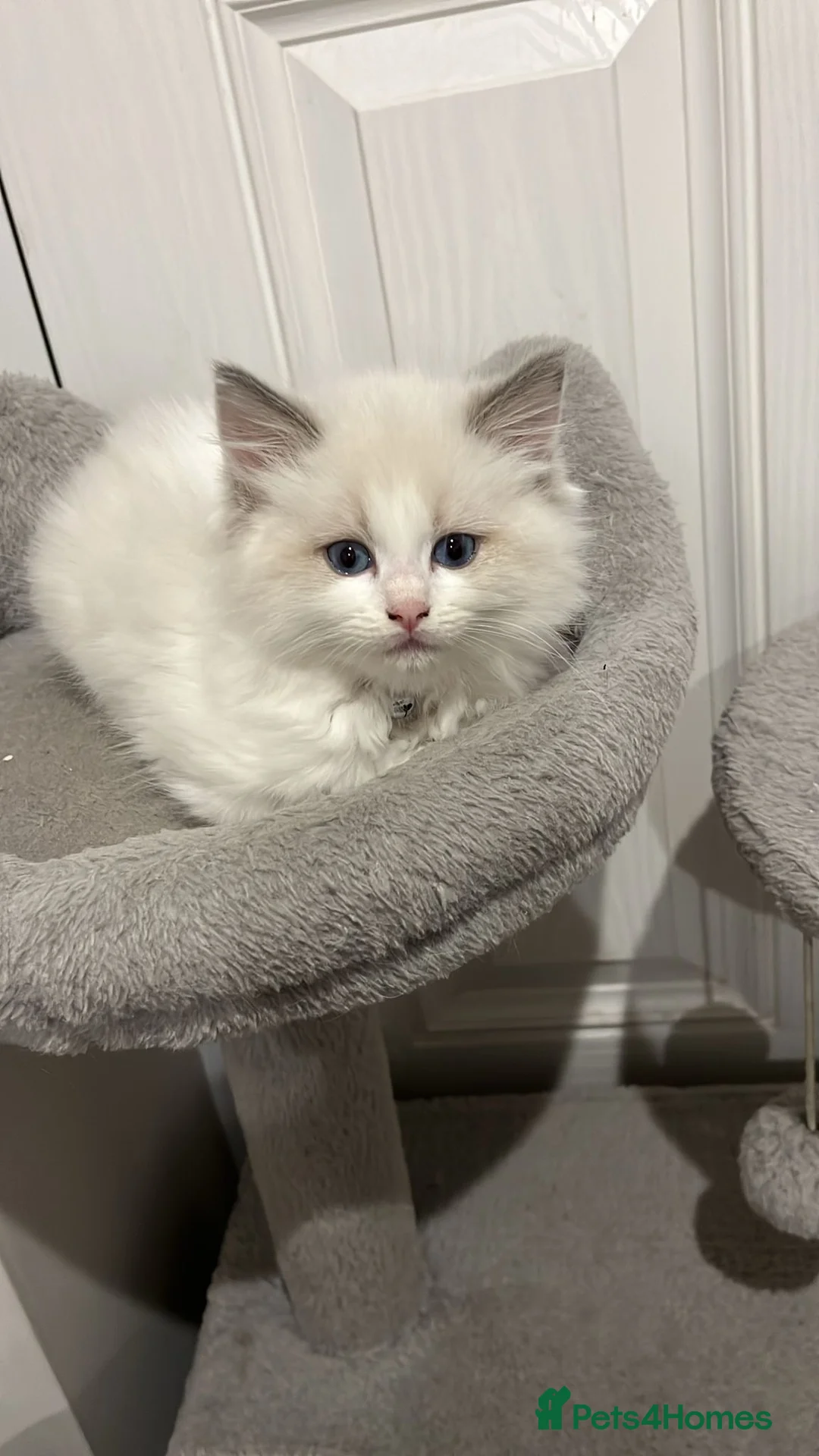 Ragdoll cats for sale: Gorgeous Blue Point Ragdoll Kittens 🐾  - Advert 1