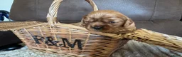 Cavalier King Charles Spaniel dogs for sale: Beautiful Cavalier King Charles Spaniel Puppies 🐶 - Advert 21