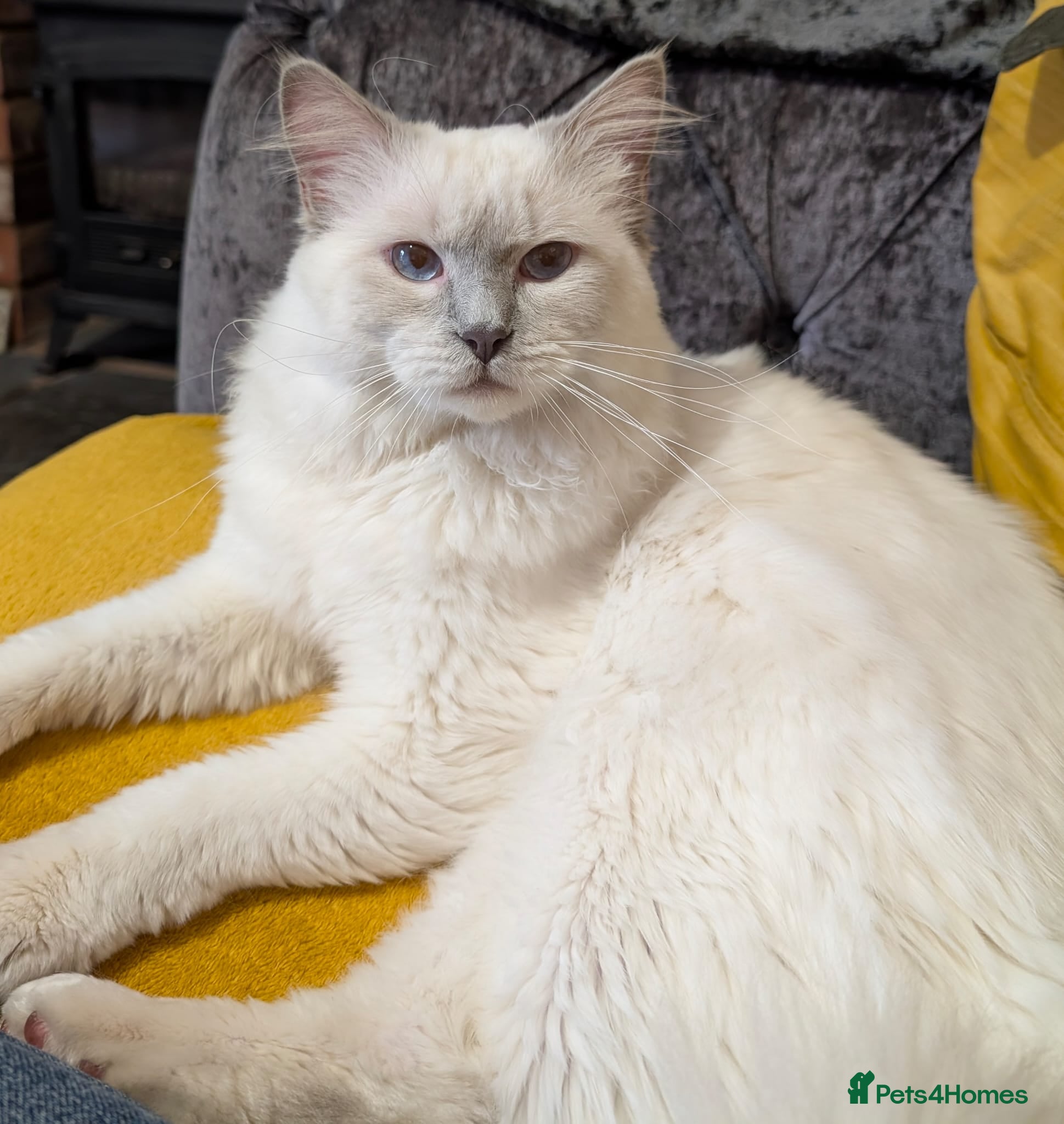 Ragdoll cats ❤️GCCF Registered❤️Lilac Point ragdoll   - Advert 1
