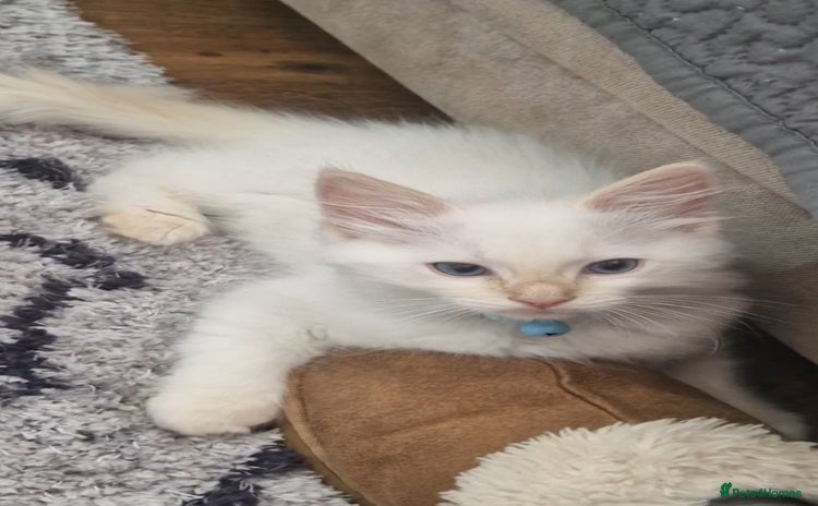 Ragdoll cats - Advert 1