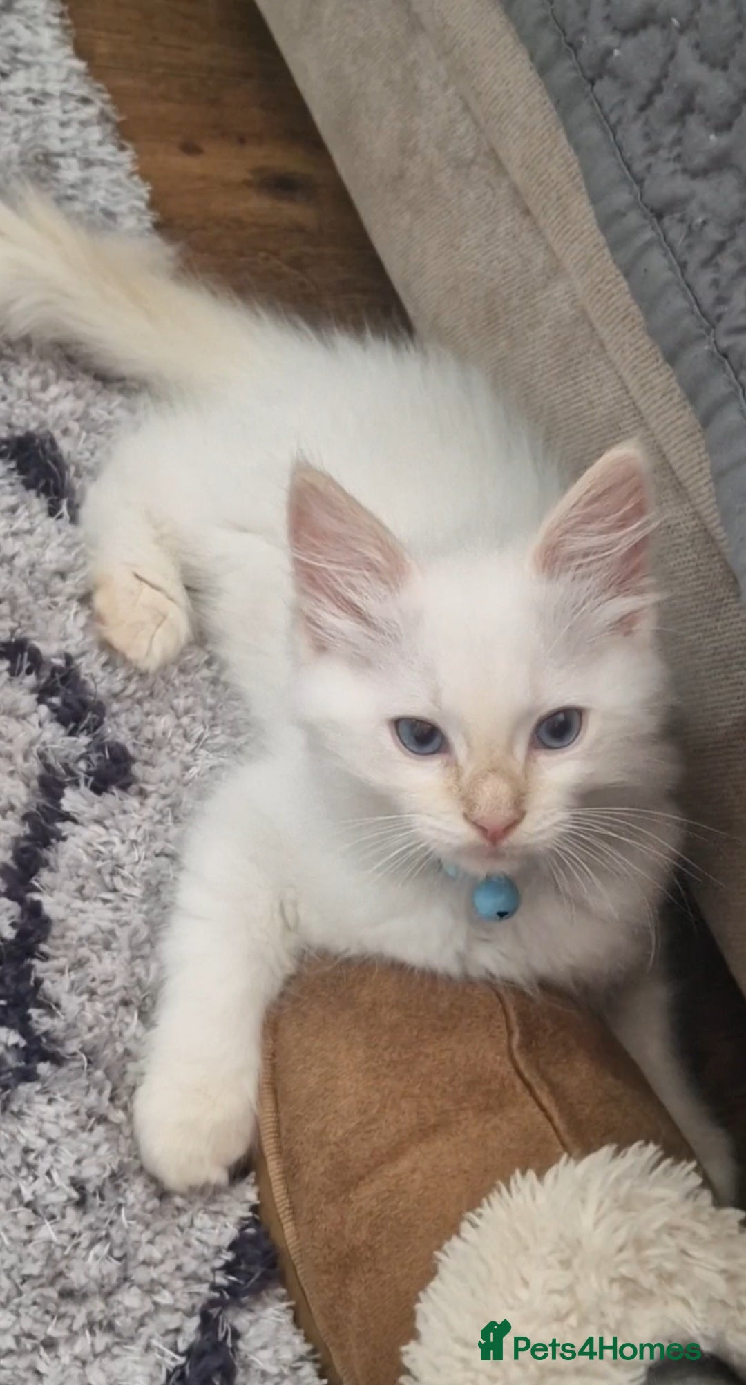 Ragdoll cats for sale: Beautiful Ragdoll Kitten  - Image 1