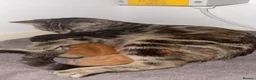 Mixed Breed cats for sale: Mixed bengal kittens - Advert 3