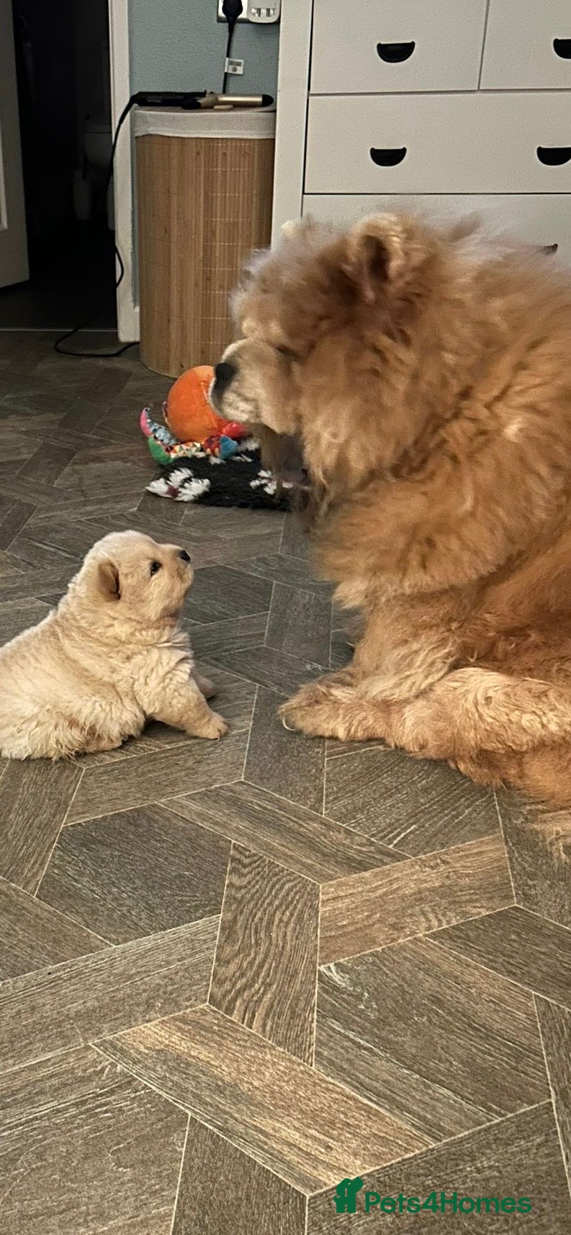 Chow Chow dogs Amazing cream chow chow puppy for sale  - Advert 9