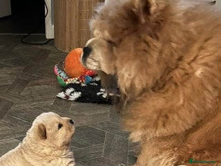 Chow Chow dogs Amazing cream chow chow puppy for sale - Advert 9