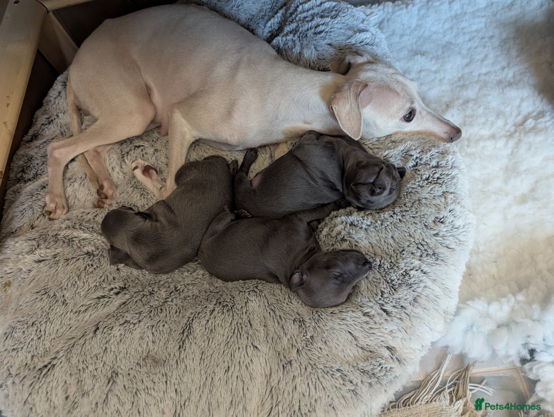 Italian Greyhound dogs for sale: Blue Italian Greyhound Puppies KC reg - Image 2