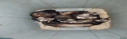 Ferret rodents for sale: Young ferrets for sale  in Aylesbury - Advert 15