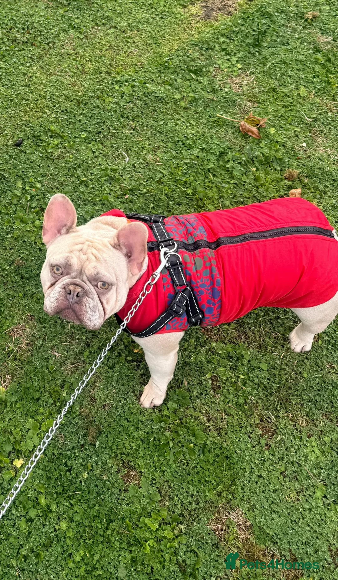 French Bulldog dogs for sale: Male Frenchie - Advert 1