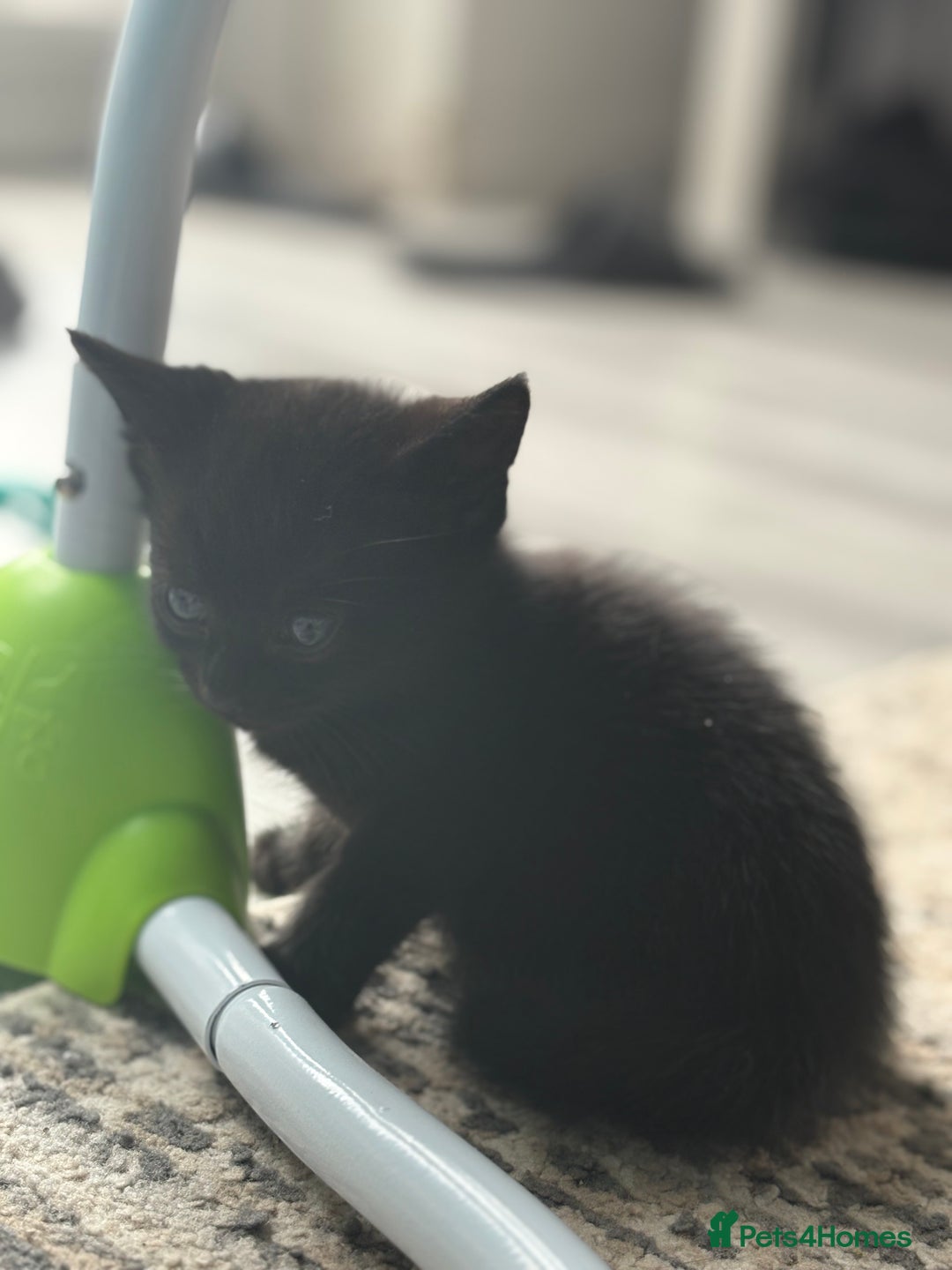 Persian cats for sale: Persian Kittens - Image 2