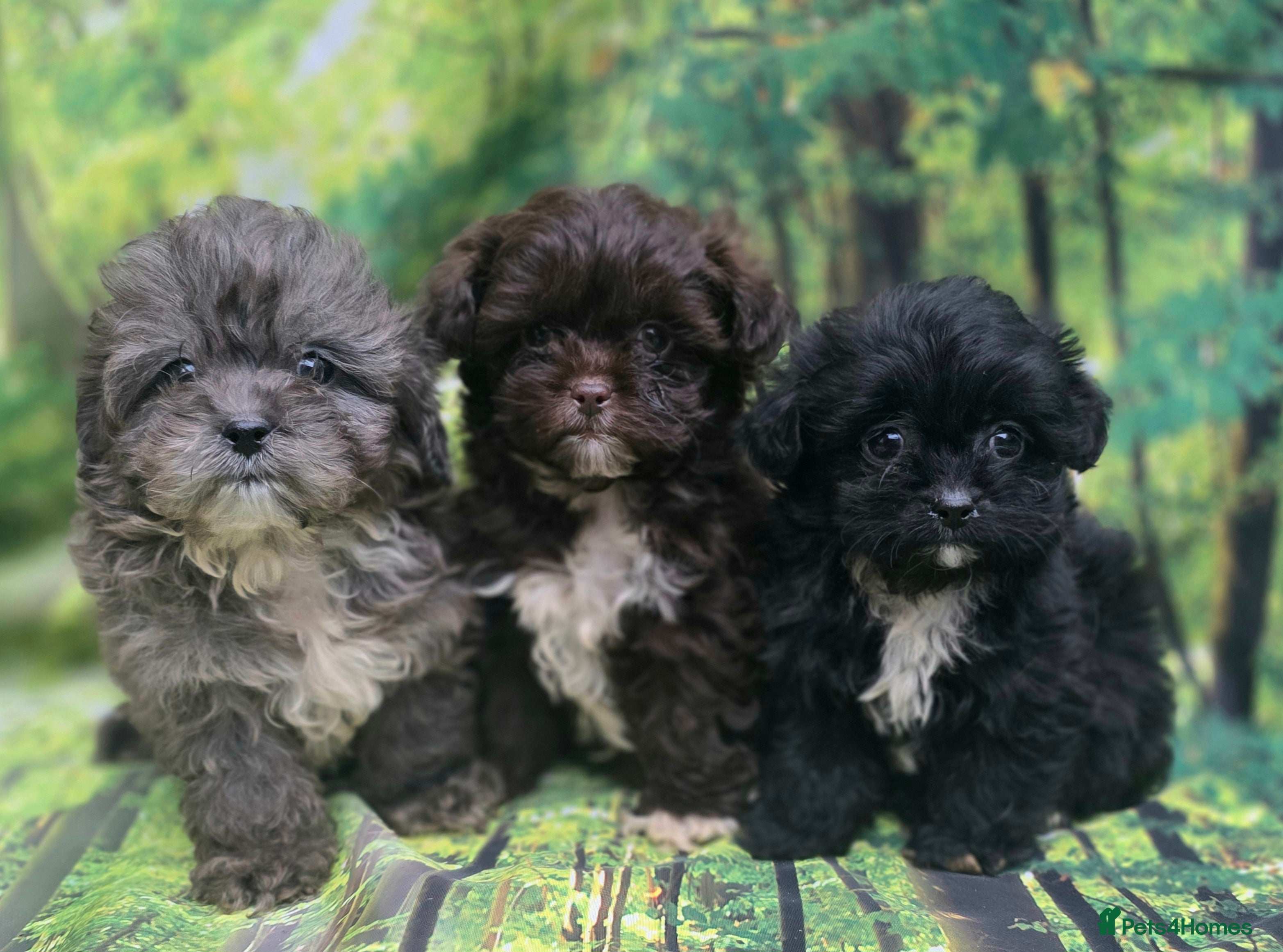 Shihpoo dogs ❤️Ready now ❤️Beautiful F1 shihpoo babies DNAclear - Advert 14
