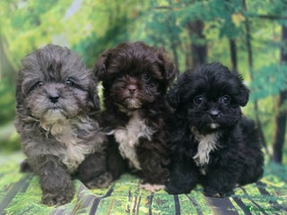 Shihpoo dogs ❤️Ready now ❤️Beautiful F1 shihpoo babies DNAclear - Advert 14