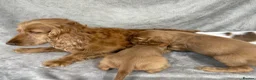 Cocker Spaniel dogs for sale: Show-type cocker spaniels in Maidstone - Advert 12