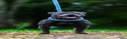 Staffordshire Bull Terrier dogs for stud: PROVEN Staffordshire bull terrier stud  - Advert 2